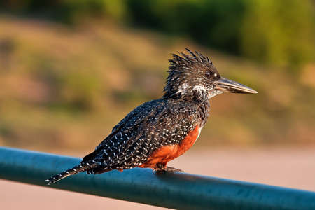 Giant kingfisher sitting on bridge in early morning sunの写真素材