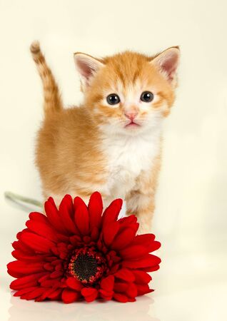 Little kitten standing behind a red flower staring infront of himの写真素材