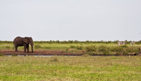 Single elephant standing at waterhole on plain bigの写真素材