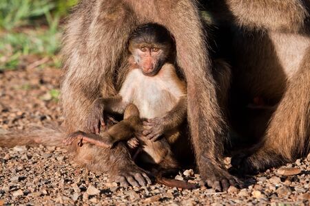Baby baboon sitting against his mother in the early morning sunの写真素材