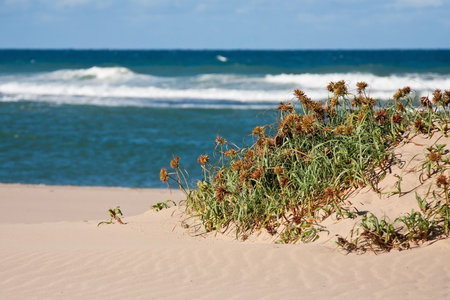 Grass on a sand dune with the blue sea in the backgroundの写真素材