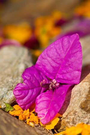 Single purple flower lying between rocks with yellow flowers surrounding itの写真素材