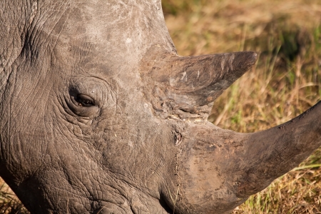 Close-up of rhino head with big hornsの写真素材
