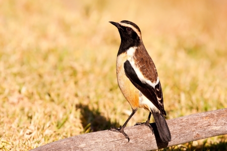 Buff streaked chat sitting in stump wood in the sunの写真素材