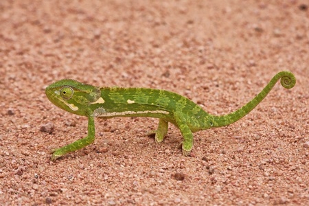 Chameleon walking on sand looking carefulの写真素材