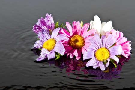 Flowers falling into water with ripple and splash buds colourの写真素材