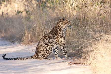 Male leopard sitting in a dirt road in morning sunの写真素材