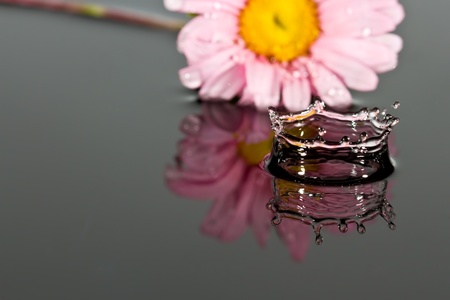 Small pink flower lay in water with reflection dropの写真素材