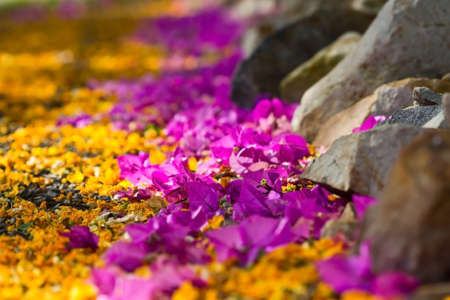 Purple and orange flower lying on pathway in sunlight close-up rocksの写真素材