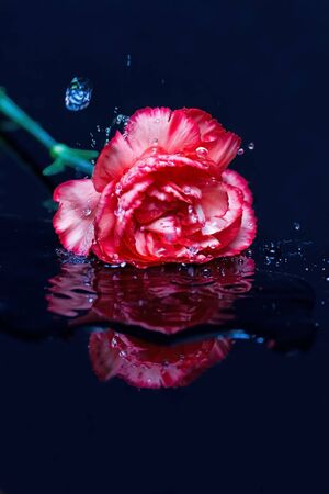 Red flower fall in water splash reflection ripple poolの写真素材