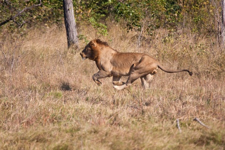 Lion male hunt run fast in brown grass chaseの写真素材
