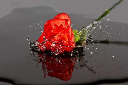 Red flower fall in water splash reflection ripple poolの写真素材
