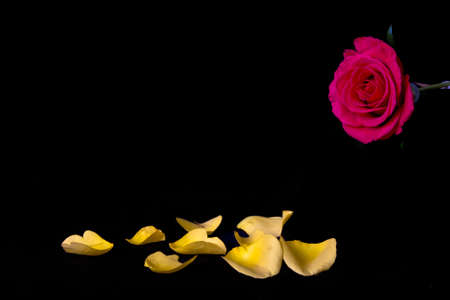 Red and yellow flower macro with petals lying on surfaceの写真素材