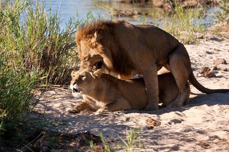 Male and female lion mating on sand near riverの写真素材