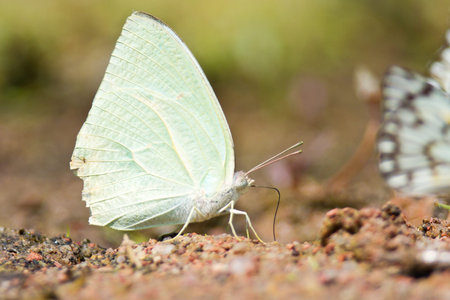 Butterfly sitting on ground brown and light green detailの写真素材
