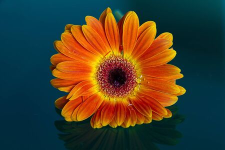Gerbia closeup on dark background detail blue orange reflectionの写真素材