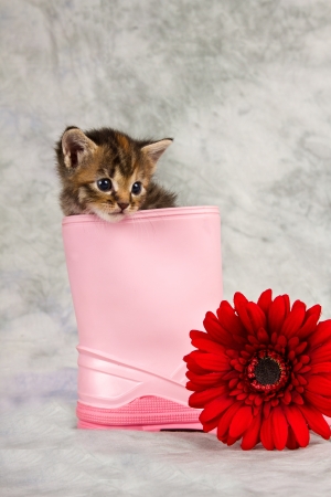 Kitten in water shoe kitten gumboot flower funnyの写真素材