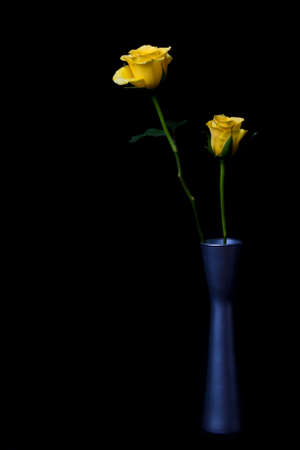 Yellow rose in silver vase on black backgroundの写真素材