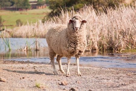 Sheep walking on farm in winter with thick woolの写真素材