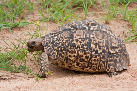 Tortoise eating green grass on soft sandの写真素材