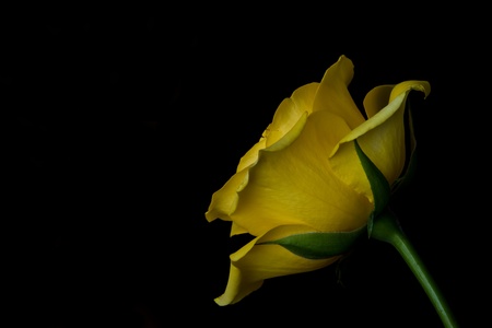 Macro of yellow rose with black background side viewの写真素材