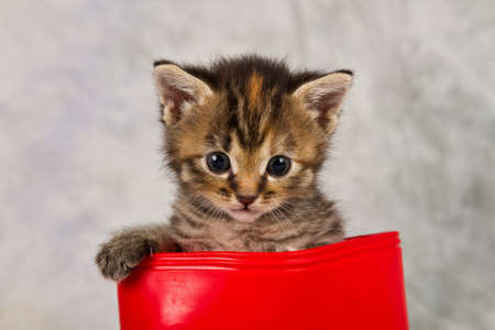 Kitten in water shoe kitten gumboot flower funnyの写真素材