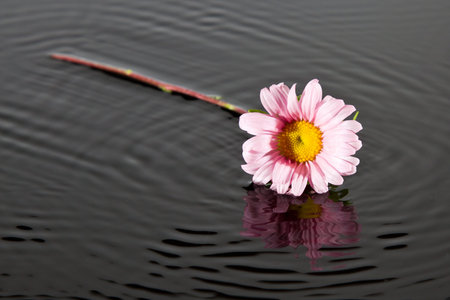 Small pink flower lay in water with reflection ripple