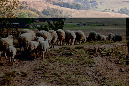 Sheep walking on farm in winter with thick woolの写真素材