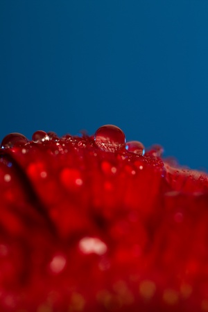 Gerbia closeup on dark background detail blue orange wetの写真素材