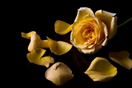 Macro of yellow rose with petals black backgroundの写真素材