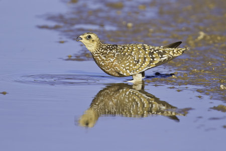 Namaqua sandgrouse drinking water at pan in the kalahari reflection