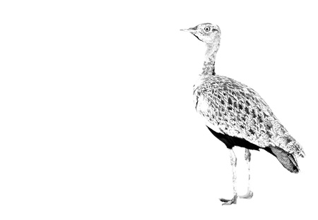 Red-crested korhaan walking in the bush black and whiteの写真素材