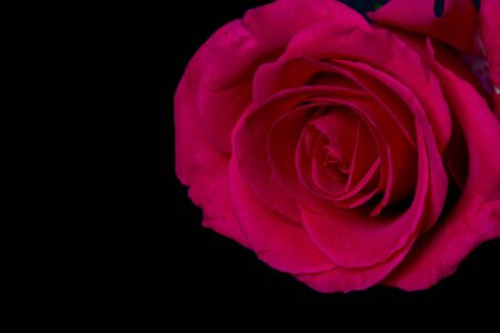 Pink rose macro on black background soft light detailの写真素材