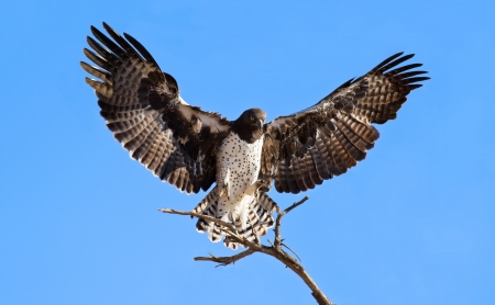 Martial eagle landing on perch dead tree blue skyの写真素材
