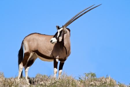Oryx grazing in the desert white sand blue skyの写真素材