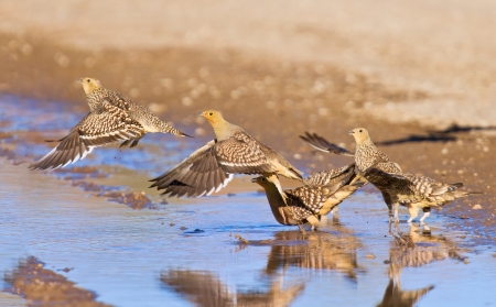 Namaqua sandgrouse drinking water at pan in the kalahari take offの写真素材