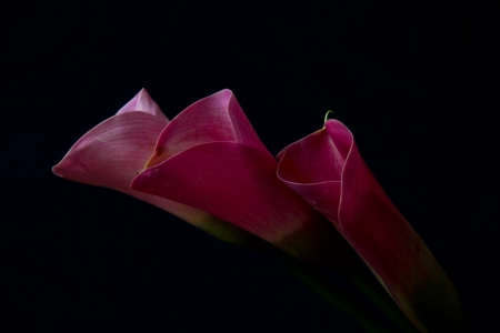 Three pink arum lily on black backgrounf with soft lightの写真素材