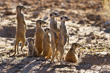 Suricate family standing near nest in sun looking for dangerの写真素材