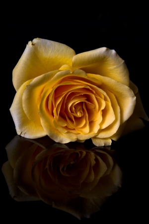 Macro of yellow rose with reflection and soft lightの写真素材