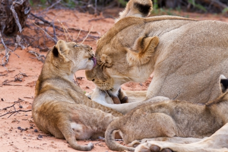 Lion cub play with mother on sand with loveの写真素材