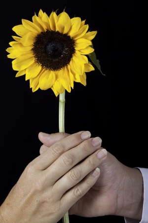 Two hands holding a yellow sunflower on black backgroundの写真素材