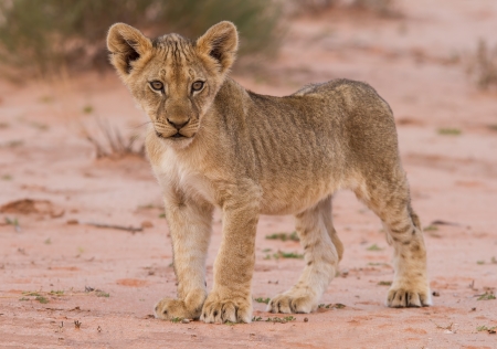 Beautiful lion cub on kalahari sand posingの写真素材