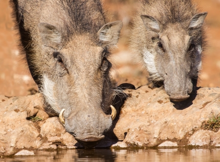 Warthog sow and piglet drinking water in the early morning sun close-upの写真素材