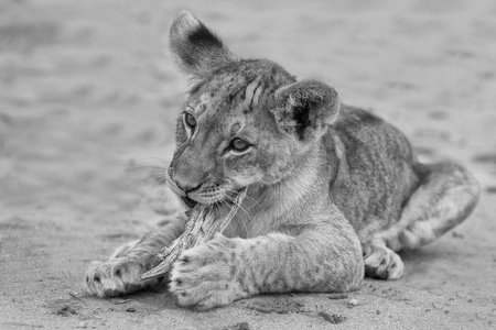 Cute lion cub playing on sand in the Kalahari closeupの写真素材