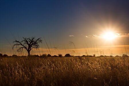 Kalahati sunset with trees grass and blue sky and sunburstの写真素材