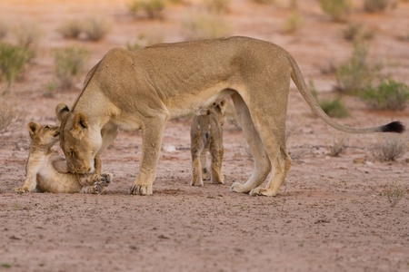 Lioness and cubs play in the Kalahari on sand as a familyの写真素材