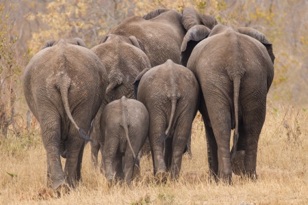 Breeding herd of rear end elephant walking away int the treesの写真素材