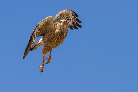 Gabar goshhawk take off in the bright blue kalahari sky to hunt for foodの写真素材