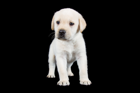 Labrador puppy standing and look sad in studio on black backgroundの写真素材
