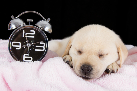 Labrador puppy sleeping on blanket with alarm clock ready to ringの写真素材